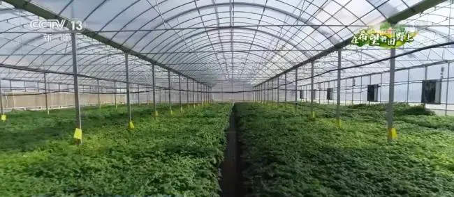 在希望的田野上 | 探秘马铃薯原原种种植基地