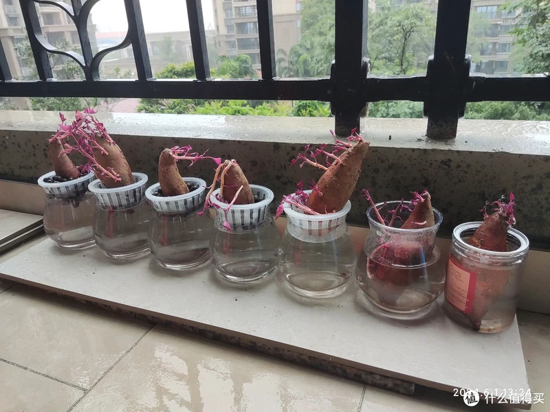 江苏一姑娘“水培红薯”走红,0成本养成盆景,网友:好美