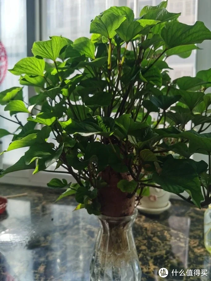 江苏一姑娘“水培红薯”走红,0成本养成盆景,网友:好美