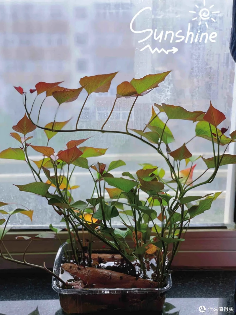 江苏一姑娘“水培红薯”走红,0成本养成盆景,网友:好美