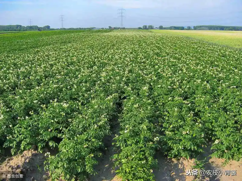 土豆种植技术 雪川红土豆种植技术