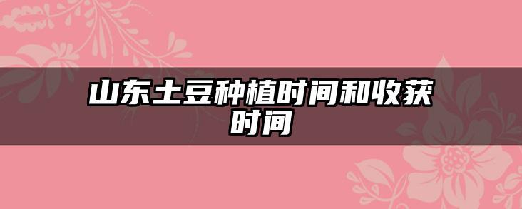 山东土豆种植时间和收获时间