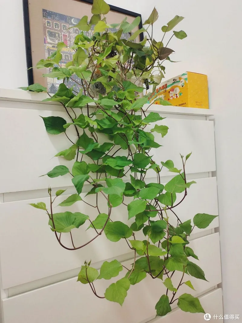 江苏一姑娘“水培红薯”走红,0成本养成盆景,网友:好美