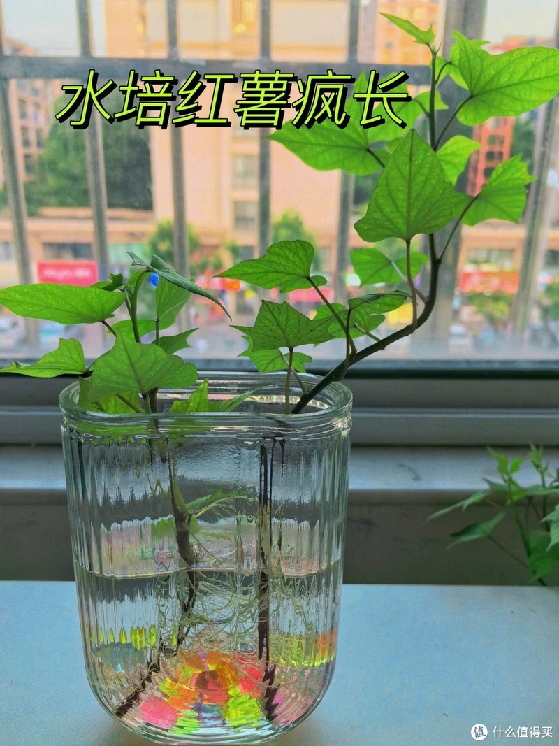 江苏一姑娘“水培红薯”走红,0成本养成盆景,网友:好美