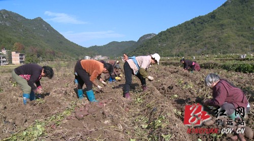 宁远：薯农田里忙丰收  百亩紫薯销售俏01_副本500.jpg