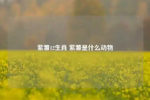 紫薯12生肖 紫薯是什么动物