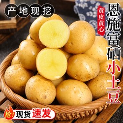 正宗恩施小土豆迷你新鲜现挖黄心士豆10斤包邮当季蔬菜马铃薯洋芋