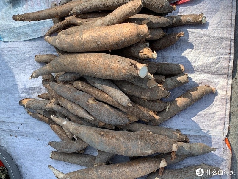 常被误认为是“红薯”,殊不知它"救命又致命",含有剧毒,请悉知