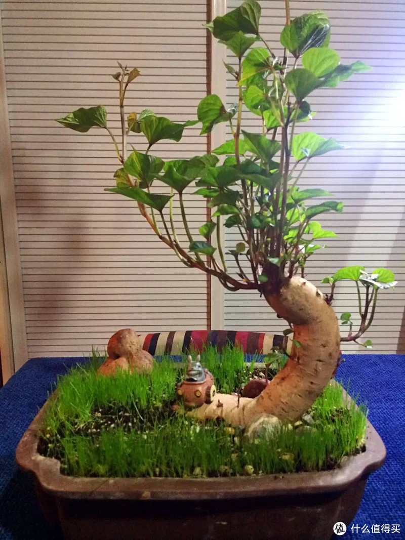 江苏一姑娘“水培红薯”走红,0成本养成盆景,网友:好美
