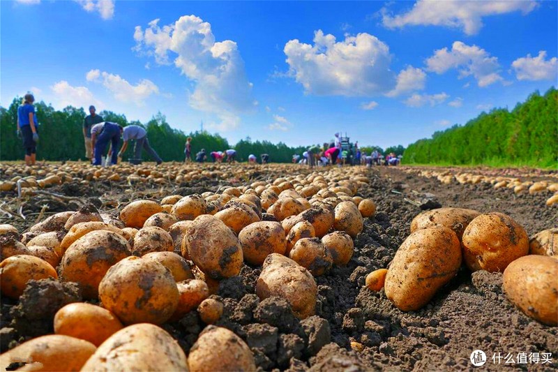 中国哪的土豆最好吃?经评选,这5个地方的品质更高,有你家乡吗