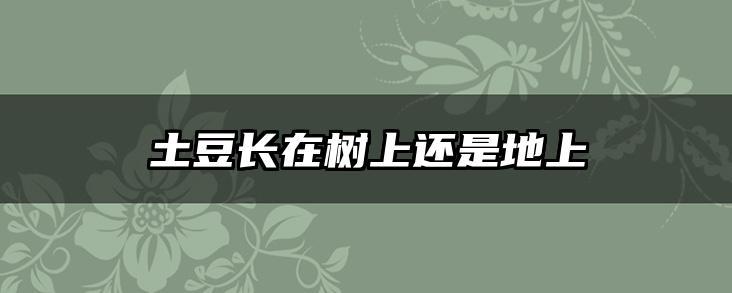 土豆长在树上还是地上