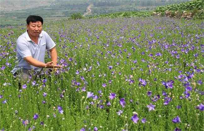 湖北种植什么最赚钱 湖北适合种什么树赚钱