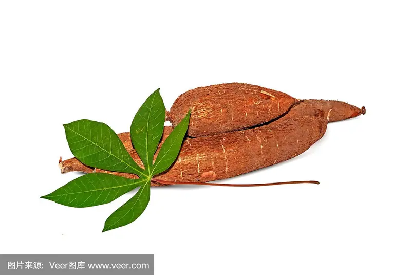 木薯里面的虫子是什么东西 木薯里面的虫子是什么东西啊