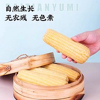 美农哥 东北白甜糯玉米10支