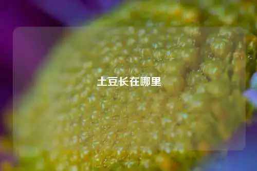 土豆长在哪里