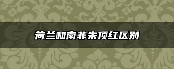 荷兰和南非朱顶红区别