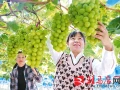 果蔬种植 助农增收