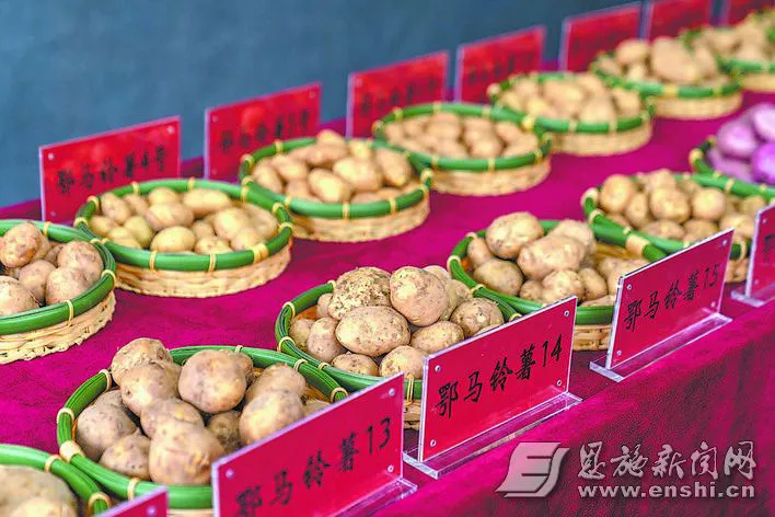 马铃薯新品种。