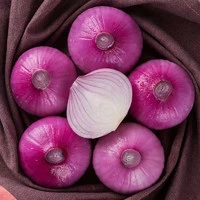 京百味 山东紫皮洋葱 4.5斤 红皮圆葱