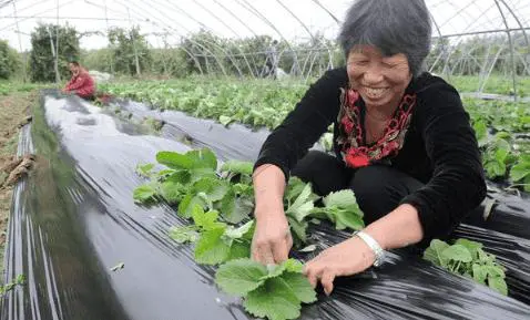 种植土豆用黑色地膜好吗(种土豆用透明膜还是黑地膜好)