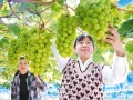 果蔬种植 助农增收