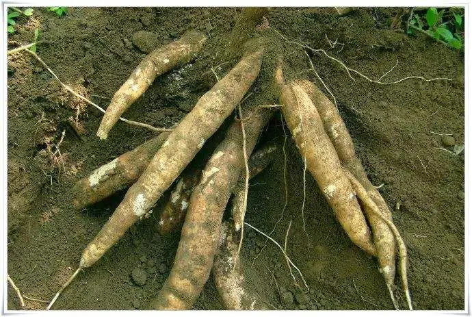 木薯里面的虫子是什么东西 木薯里面的虫子是什么东西啊