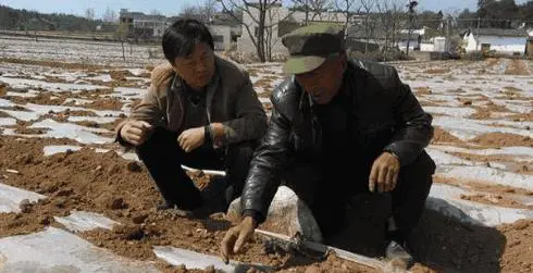 种植土豆用黑色地膜好吗(种土豆用透明膜还是黑地膜好)