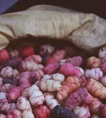 竟然还有紫色的土豆?