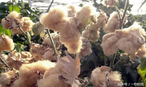 不要以为棉花都是白色的,其实还有彩色的棉花