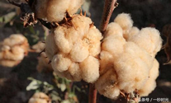 不要以为棉花都是白色的,其实还有彩色的棉花