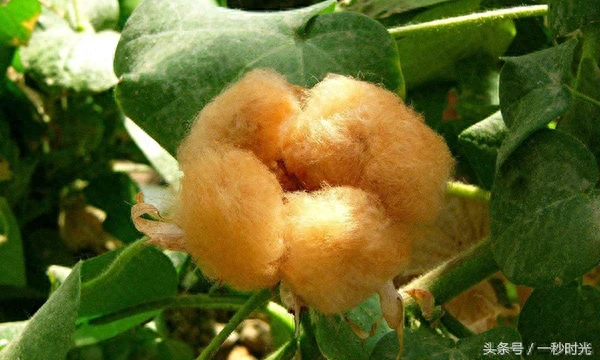 不要以为棉花都是白色的,其实还有彩色的棉花