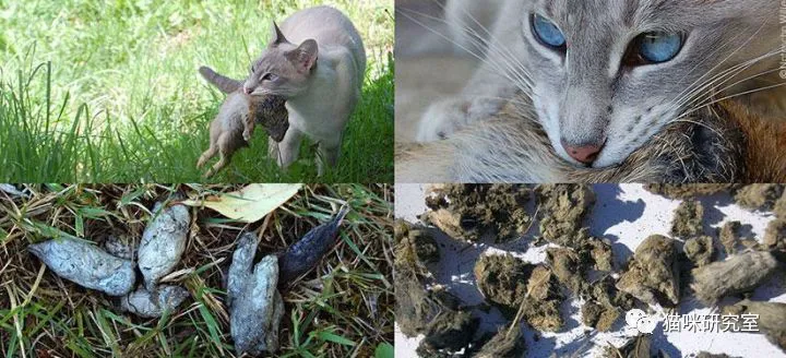 猫吃下猫毛的积极意义，以及猫软便拉稀和便秘的食物原因