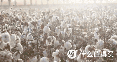 买被子拒绝人傻钱多!6种被芯大对比,又厚又重的被子该换了!