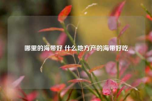 哪里的海带好 什么地方产的海带好吃
