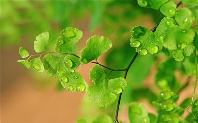 红棉花开象征意义