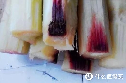 为什么说“一根甘蔗五副药”?甘蔗有什么功效和禁忌?