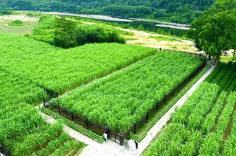 暑期环闽记 ｜ 松溪竹蔗 中国甘蔗的“活化石”