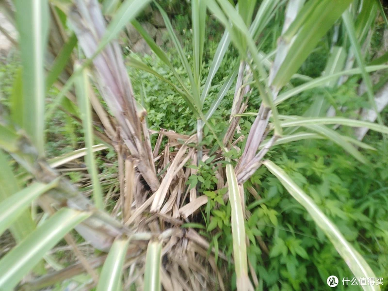 甘蔗种植