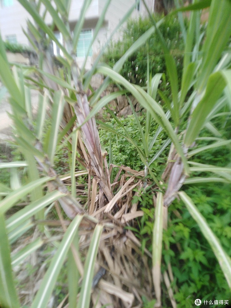 甘蔗种植
