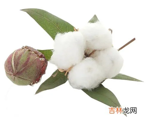 棉桃是果实吗,棉花的果实像桃子,所以人们称他为