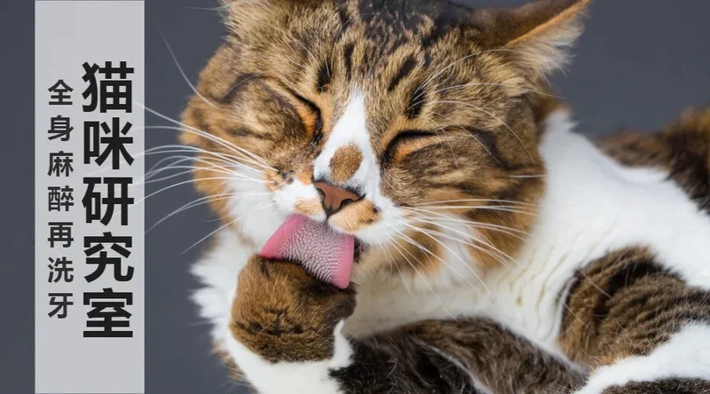 猫吃下猫毛的积极意义，以及猫软便拉稀和便秘的食物原因