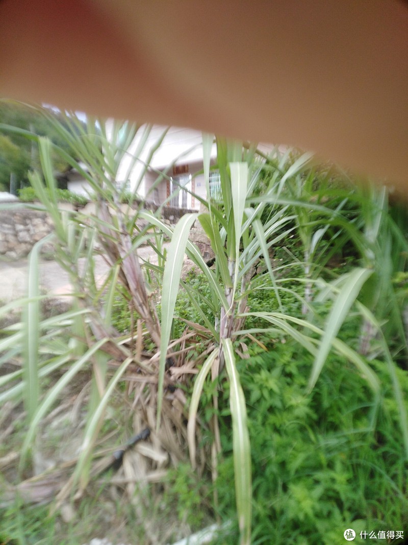 甘蔗种植