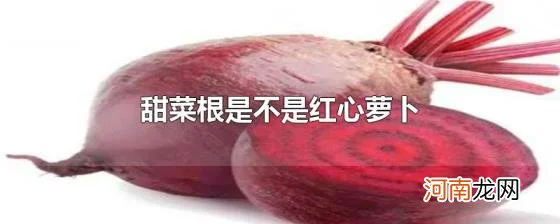 甜菜根是不是红心萝卜