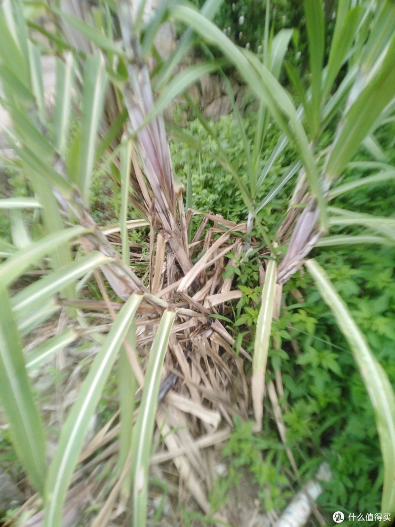 甘蔗种植