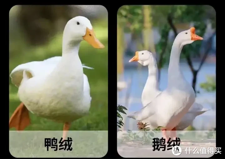 被子选购攻略!羽绒被应该如何选?聚酯纤维被值得买吗?桑蚕丝和柞蚕丝选哪个?超舒服的夏凉被推荐!