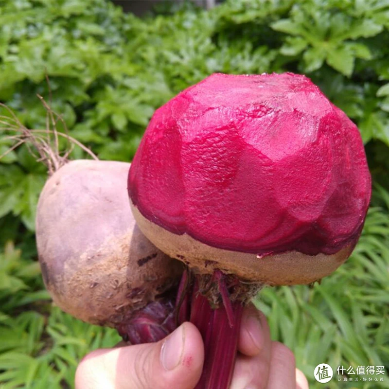 甜菜根榨汁——奇特味道，含泪喝完