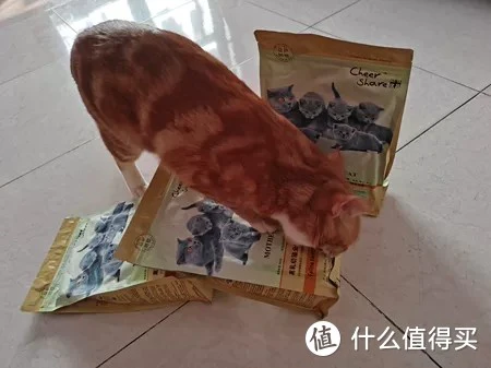 离乳期猫咪吃什么猫粮？畅享优品 奶糕猫粮分析测评