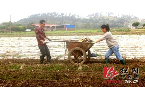【稳就业 强基础 富家乡】宁远：甘蔗种出“甜蜜”致富路_副本500.jpg