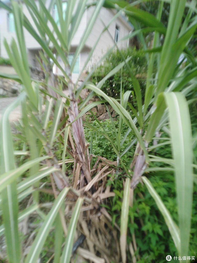 甘蔗种植