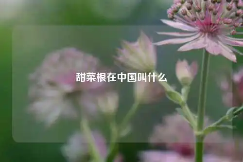 甜菜根在中国叫什么